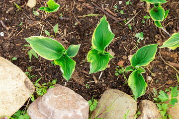 young sprouts of hosta in the spring in a flower bed