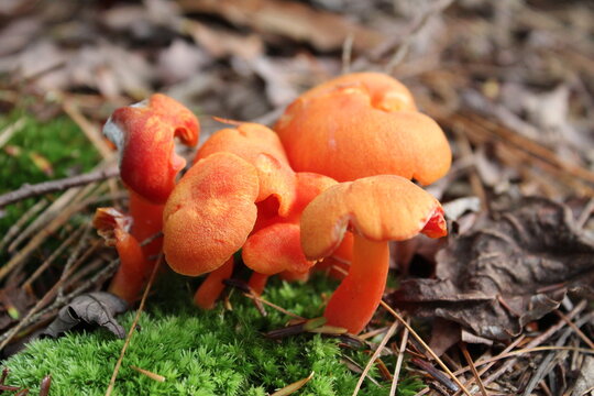 Cute Orange Mushrooms in the Woods