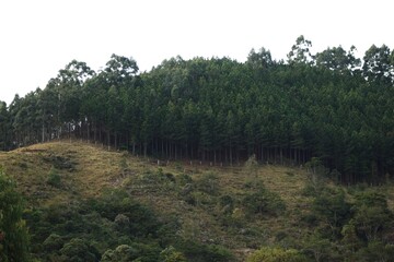 Trees