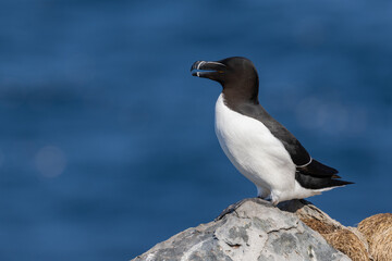 Razorbill perched on a rock at Hornøya island, Northern Norway