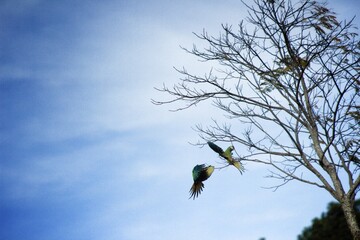Parrot