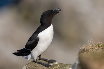Razorbill perched on a rock at Hornøya island, Northern Norway