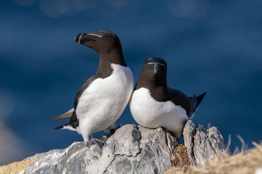 Razorbills perched on a rock at Horn&oslash;ya island, Northern Norway
