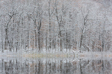 Winter landscape of the snow flocked shoreline of Warner Lake with mirrored reflections in calm water, Michigan, USA