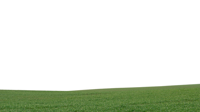 Green field as a background. Green grass in spring isolated on white background. © Nikolay