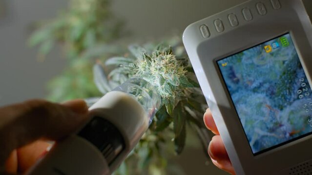 Electron microscope for checking and scanning the maturation of TNC crystals. Farmer scientist checks the condition of medical marijuana. 