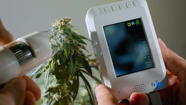 Farmer scientist checks the condition of medical marijuana. Electron microscope for checking and scanning the maturation of THC crystals.	