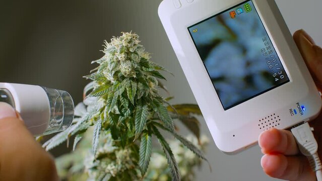 Farmer scientist checks the condition of medical marijuana. Electron microscope for checking and scanning the maturation of TNC crystals.