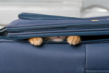 Close-up of a Bengal cat hiding in a suitcase.