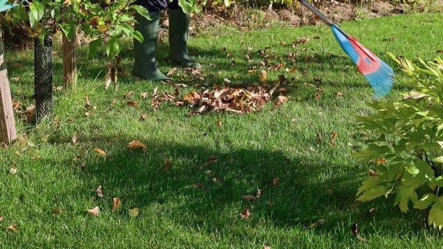 Beautiful view of man cleaning grass in garden from fallen leaves with rake. Autumn season concept background. Sweden.