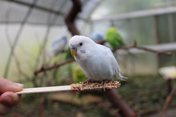 Cute birds eating seeds on sticks