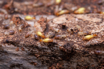 Termites eat wooden planks. Damage of a wooden house from termites.