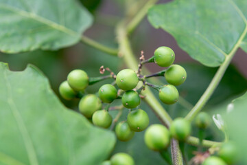 Pea Eggplant, Turkey berry on the branch
