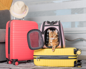 Cute bengal cat, suitcase and pet carrier indoors.
