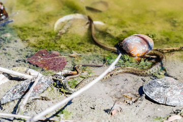 The grass snake in its natural environment. The grass snake swims in swamp water.