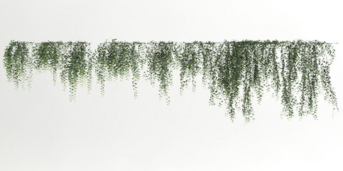 3d illustration of ivy plant isolated on white background - obrazy, fototapety, plakaty