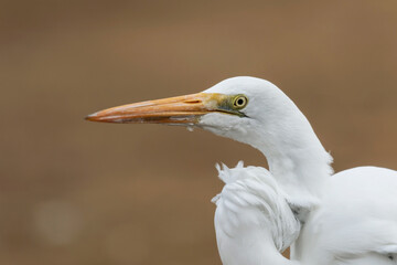 Primer plano de la cabeza, cuello y parte del cuerpo de una hermosa garza blanca (ardea alba). 
