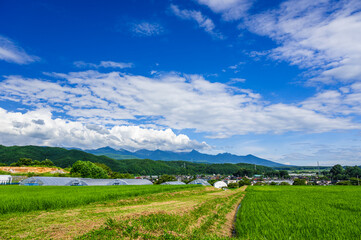 夏の鮮やかな田園風景と南アルプス