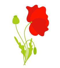 Beautiful red poppy flower with leaves and bud. Vector illustration. Field flower for design and decor, print.