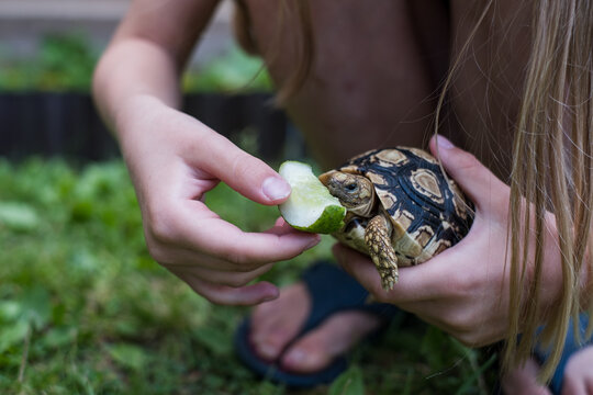 Leopard tortoise. Child feeding a cute pet turtle with spotted shell.