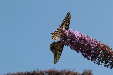 Machaon (Papilio machaon)