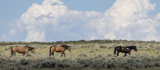 Wild Horses in Wyoming in Summer