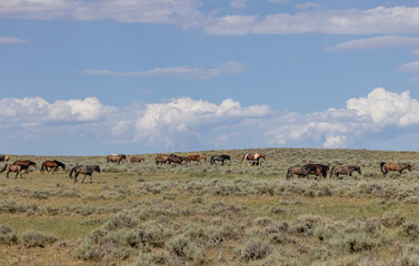 Wild Horses in Wyoming in Summer