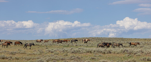Wild Horses in Wyoming in Summer