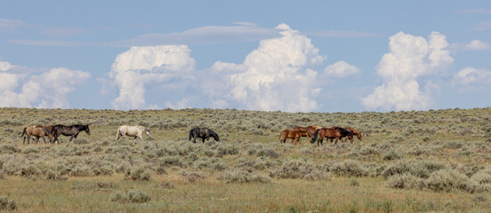 Fototapeta na wymiar Wild Horses in Wyoming in Summer
