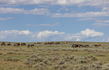Wild Horses in Wyoming in Summer