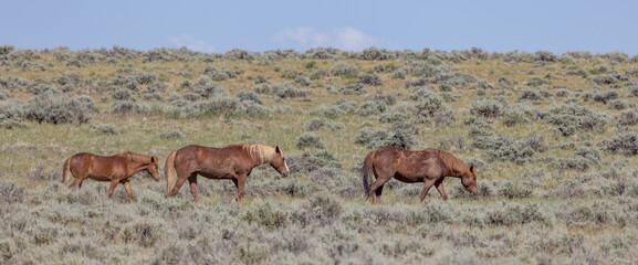 Wild Horses in Wyoming in Summer