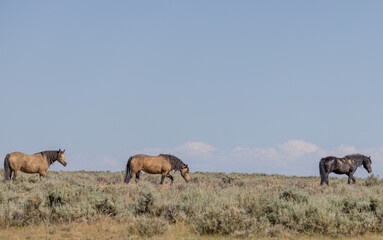 Wild Horses in Wyoming in Summer
