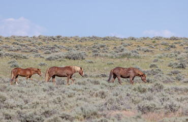 Naklejka na ściany i meble Wild Horses in Wyoming in Summer