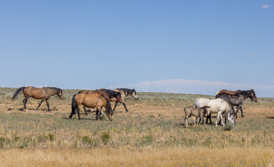 Wild Horses in Wyoming in Summer