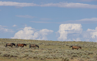 Wild Horses in Wyoming in Summer