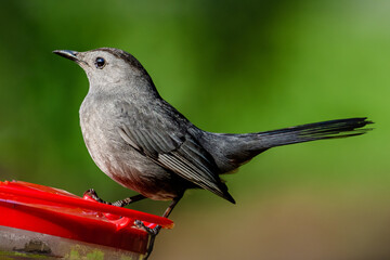 Gray catbird on a hummingbird feeder. 