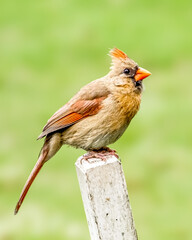 Cardinal on a post