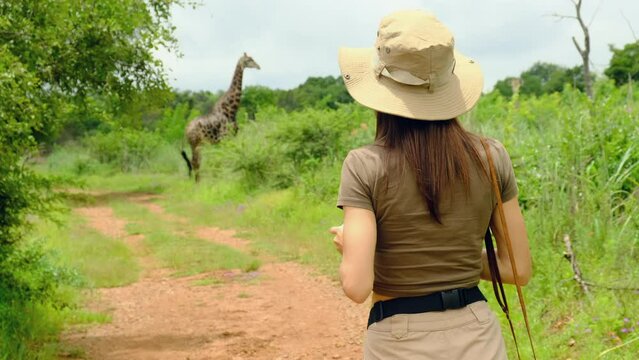a woman traveler in safari style takes a photo of a giraffe in the jungle of the national park and shows a like to the camera and smiles. Woman tourist on a safari in Africa