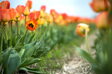 colorful tulip fields in the Netherlands Flevoland during Spring, fields with tulips