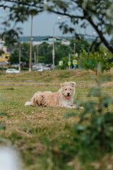 Fluffy homeless dog lies on the lawn.