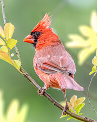 red cardinal on a branch