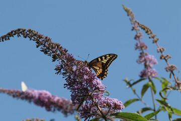 Machaon (Papilio machaon)