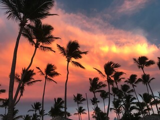 Fototapeta na wymiar sunset and palm trees in Punta Cana