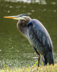great blue heron standing on pond bank