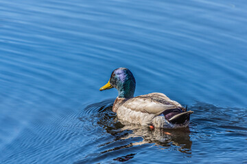 Mallard duck swimming in water