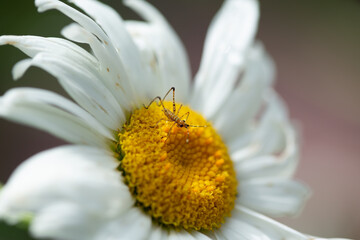 Obraz premium insect on daisy