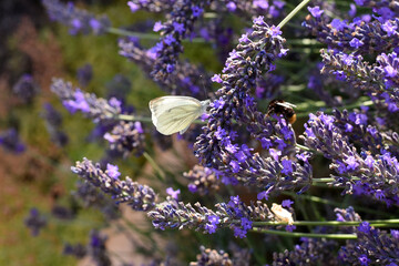 Lavender flowers with cabbage white butterfly