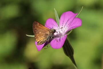 Hespérie de la houque (Thymelicus sylvestris)