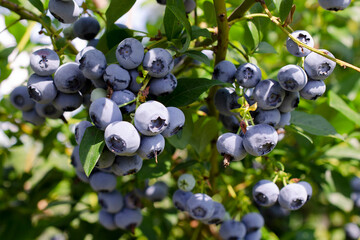 Fresh organic blueberries on a bush. Blueberry garden tasty, useful berry. Vaccinium corymbosum, tall blueberry. Ripe blueberries on a bush. Blueberry harvest in the garden.
