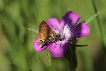 Hespérie de la houque (Thymelicus sylvestris)